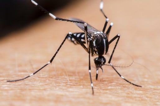 dengue-mosquito