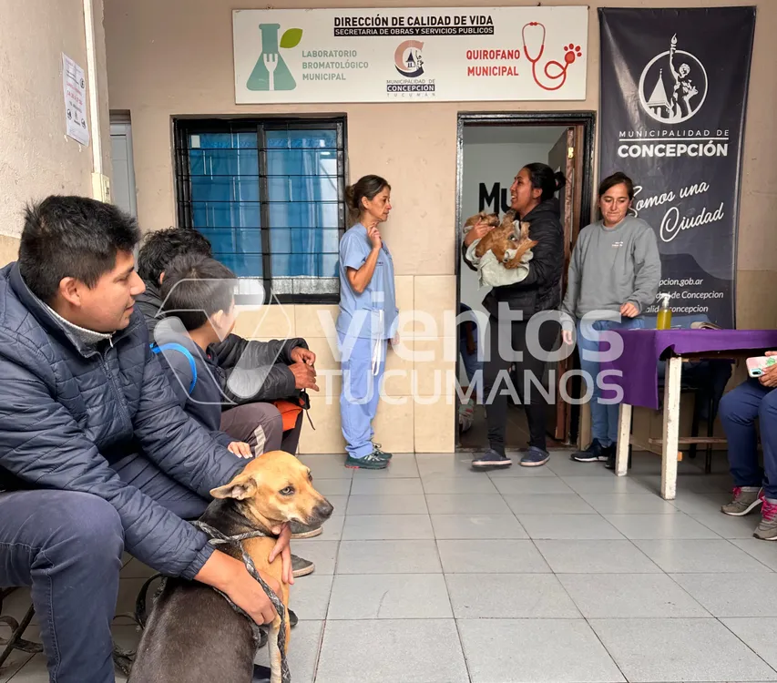 Castraciones perro gato quirófano municipal