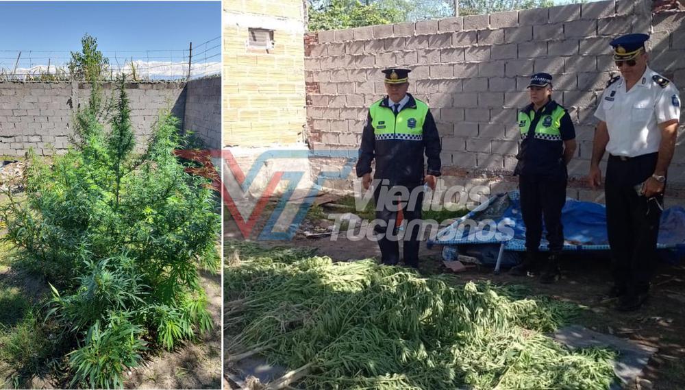 marihuana droga alto verde urs