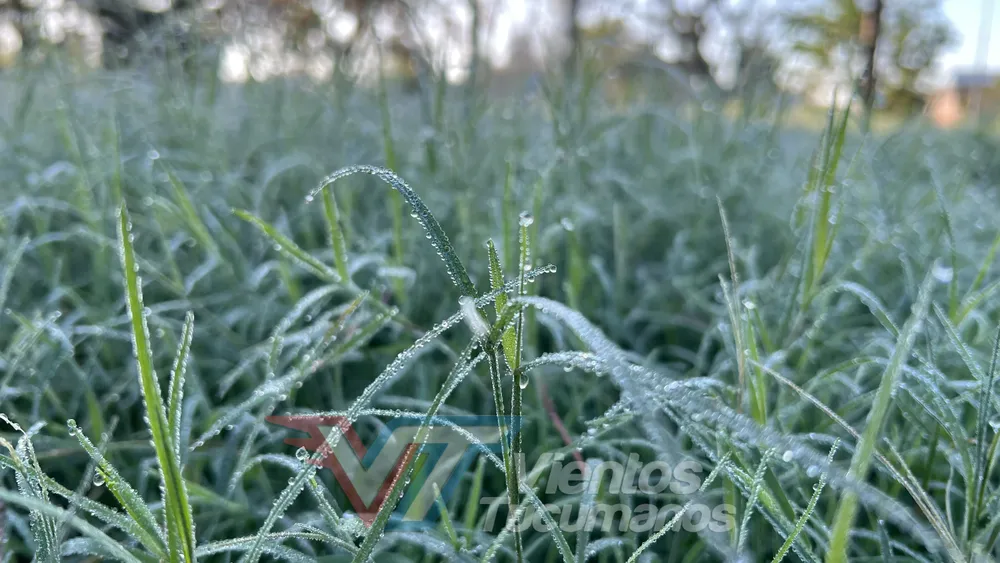 Frío helada pasto
