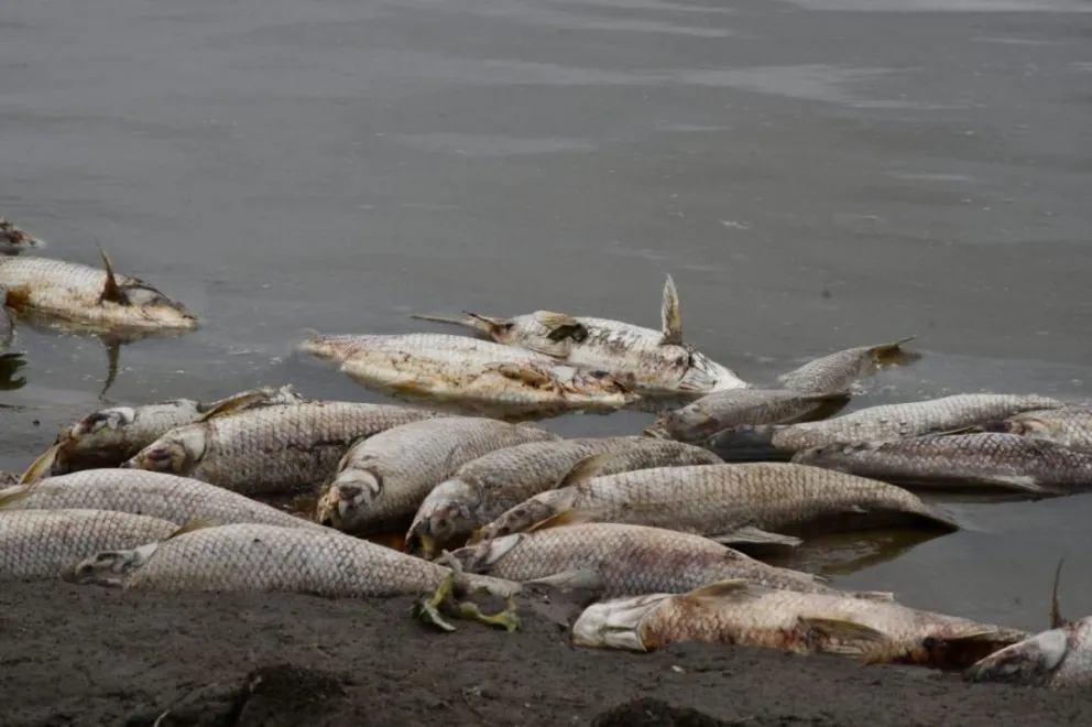 peces muertos