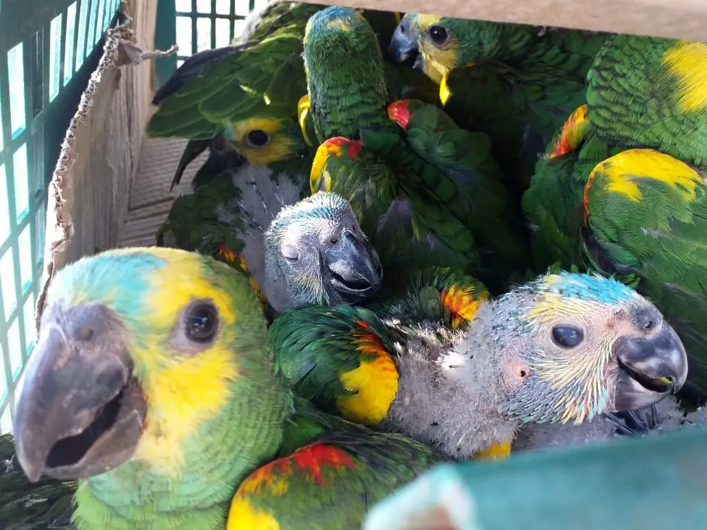 2057-hallan-26-ejemplares-de-loros-habladores-en-infraccion-a-la-ley-de-conservacion-de-la-fauna-2