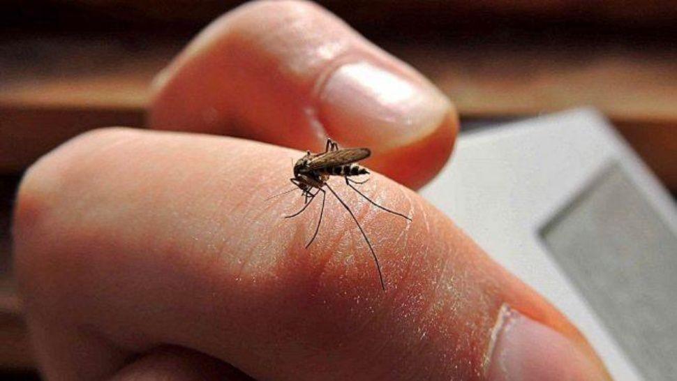 dengue-tuc