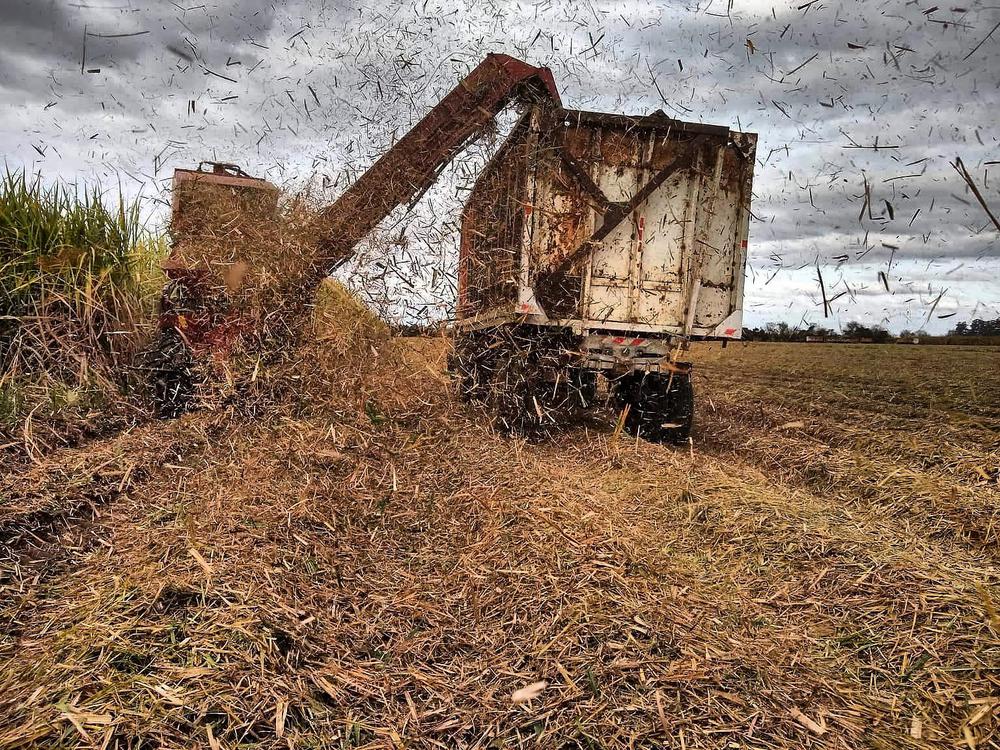 zafra caña azucarera