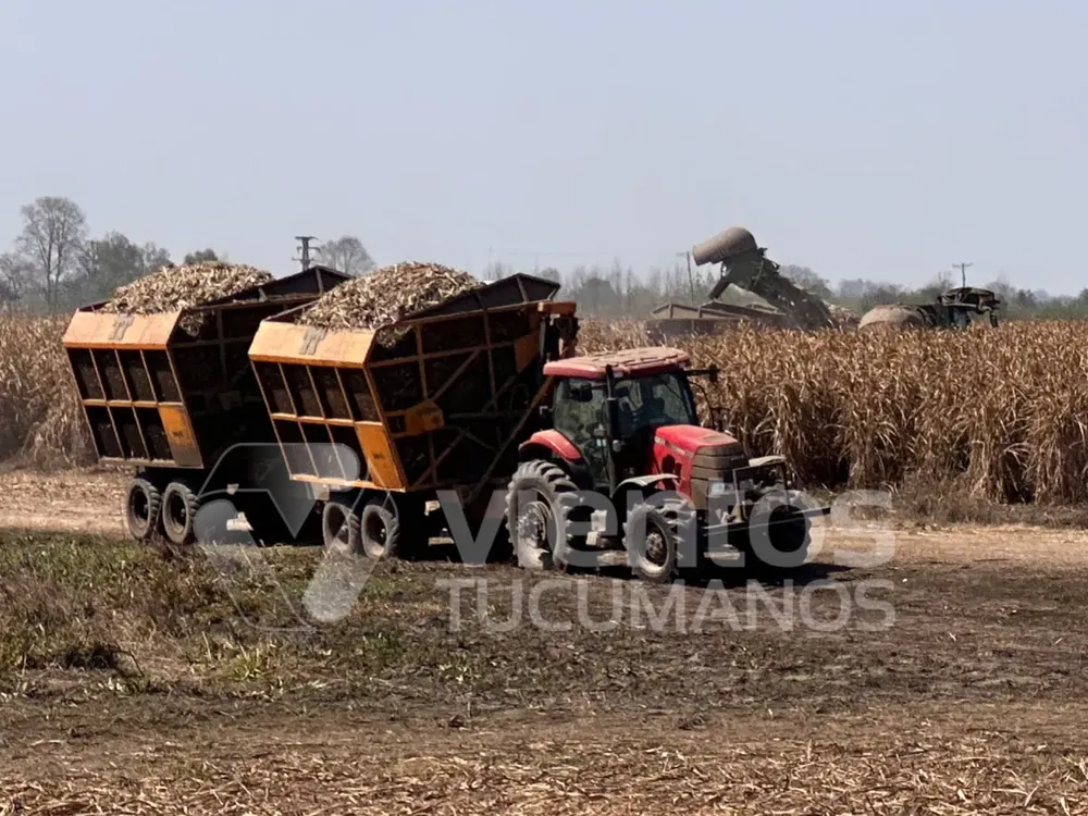 Zafra caña de azúcar 