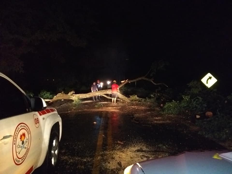 lluvia árbol