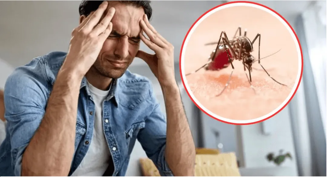 dengue sur 1