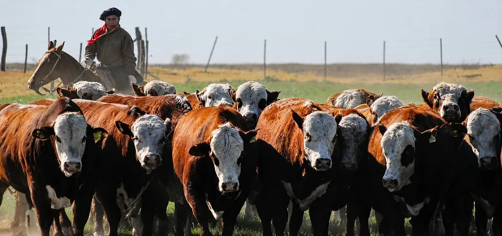 VACA