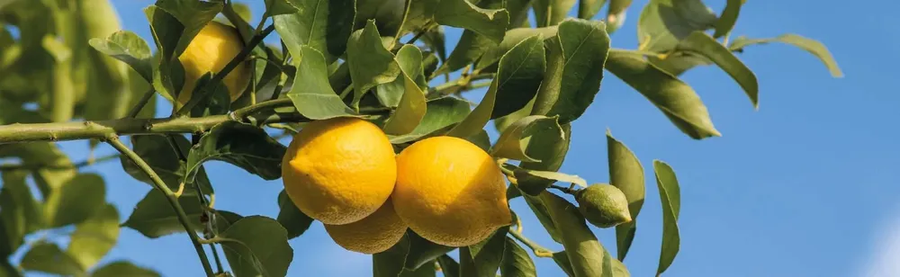 limon