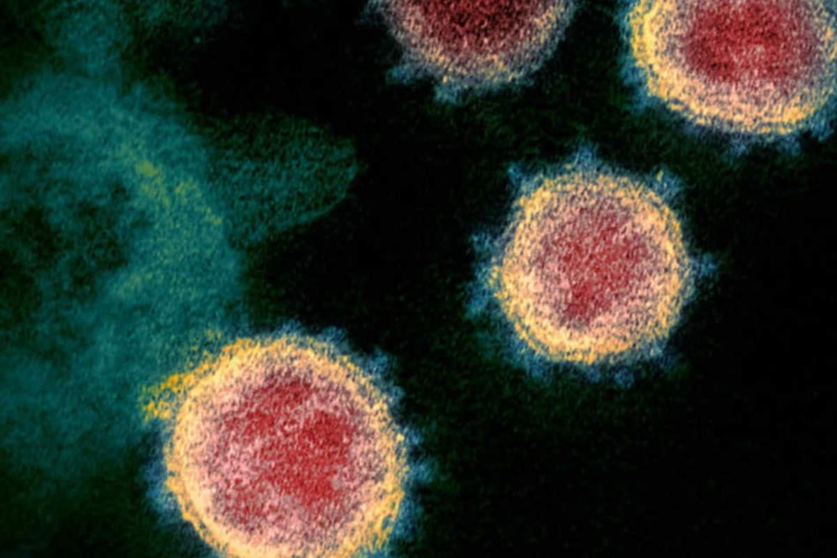coronavirus (2)