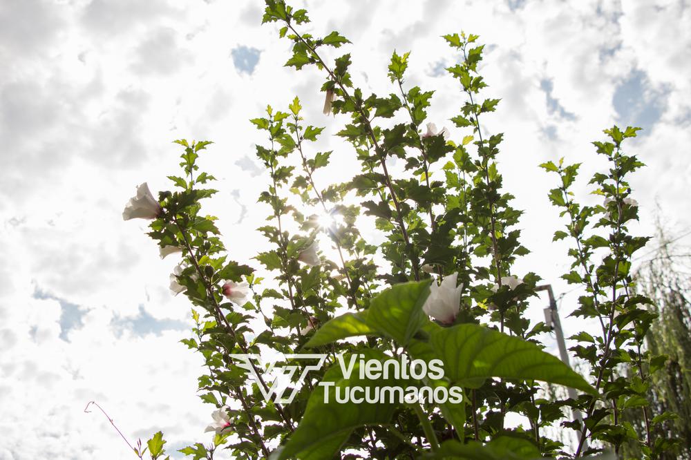 clima calor tiempo pronóstico