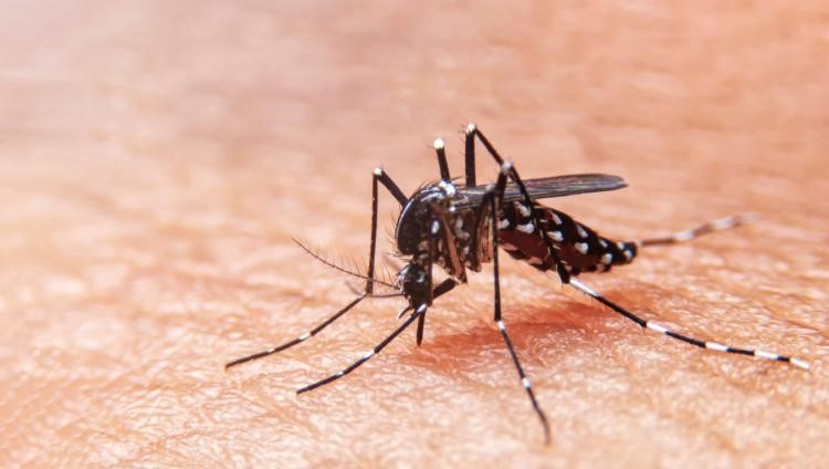 dengue4