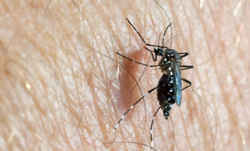 DENGUE 1