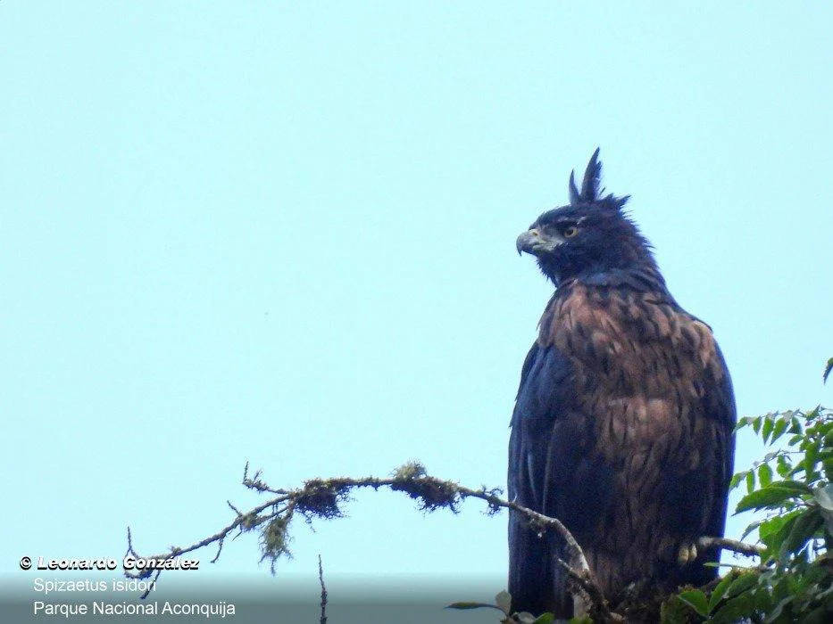 aguila poma