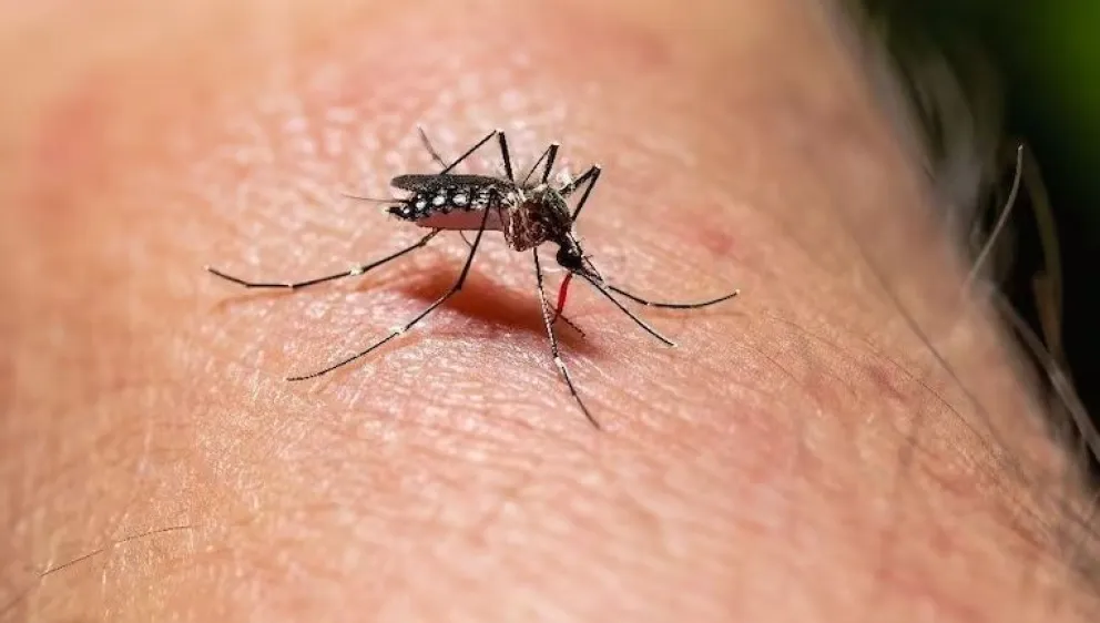 Dengue