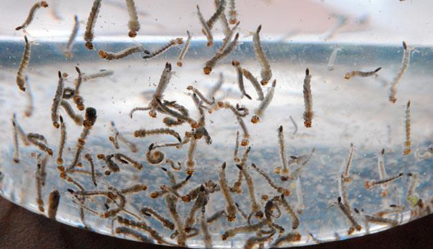 Larvas-de-mosquito