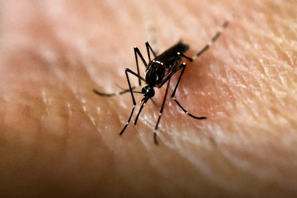Dengue 2